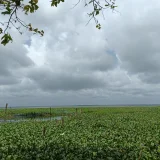 Kumarakom Bird Sanctuary Kottayam 